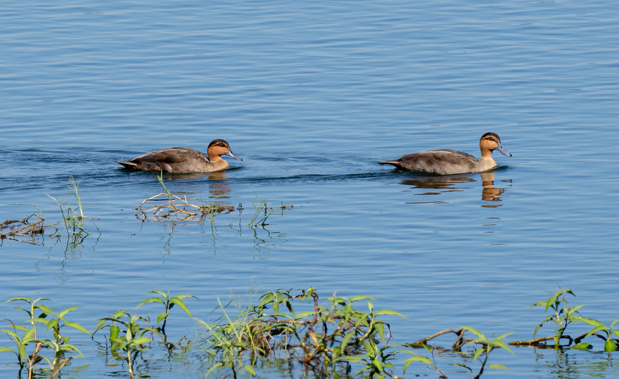 Philippine Duck (Anas luzonica), photo 4