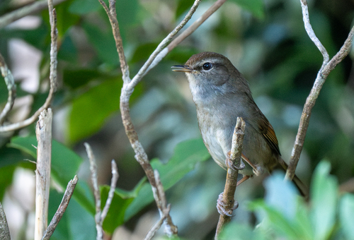 Philippine Bush Warbler (Horornis seebohmi), photo 7