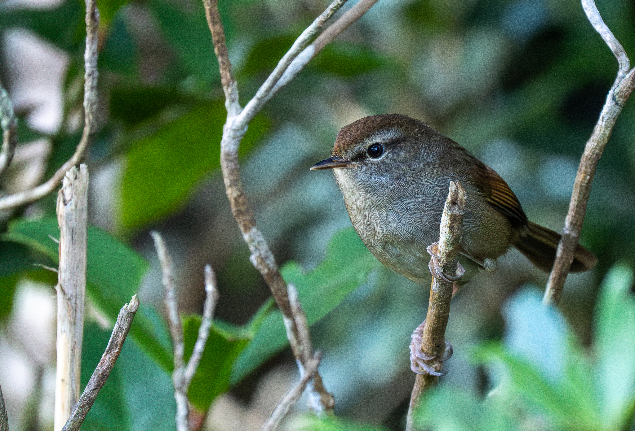 Philippine Bush Warbler (Horornis seebohmi), photo 2