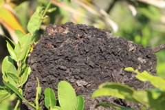 Crematogaster castanea castanea