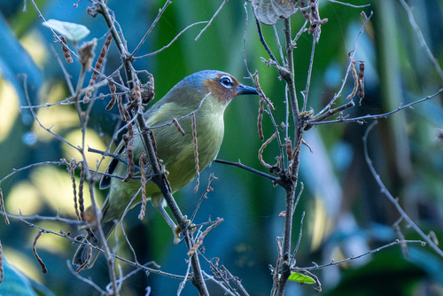 Chestnut-faced Babbler (Zosterornis whiteheadi), photo 5