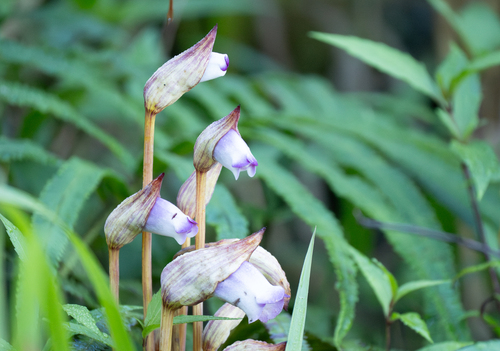 Image of Aeginetia indica by (c) Forest Botial-Jarvis, some rights reserved (CC BY)