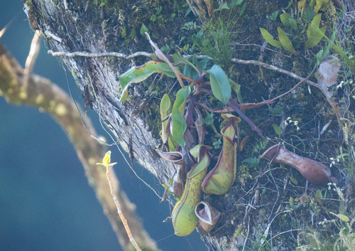 Nepenthes alata