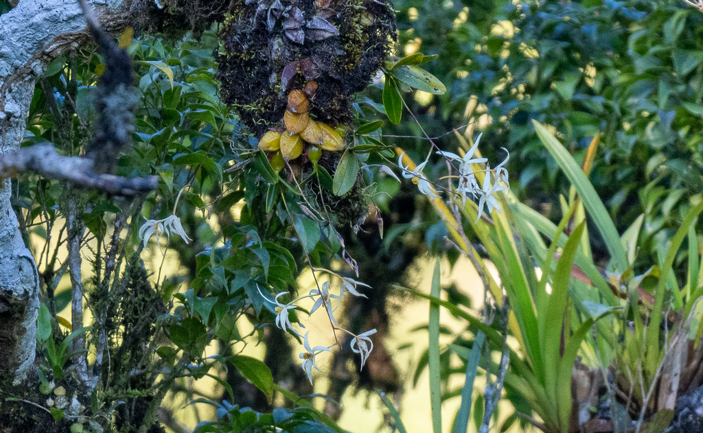 Dendrobium stella-silvae (Loher & Kraenzl.) Ames 3