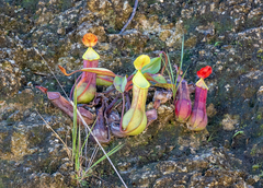 Nepenthes alata