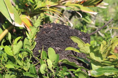 Crematogaster castanea castanea