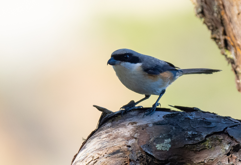 Mountain Shrike