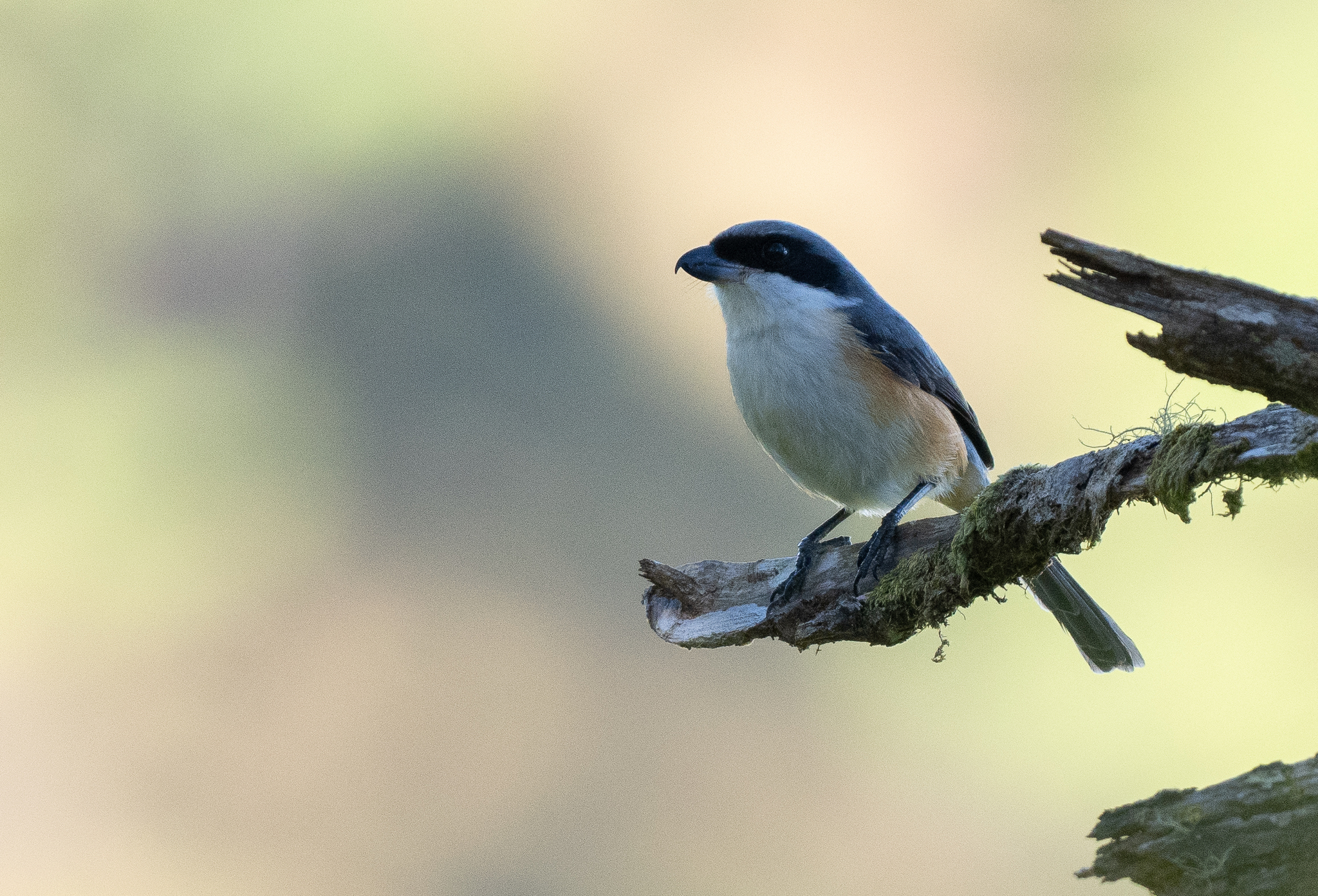 Mountain Shrike (Lanius validirostris), photo 10