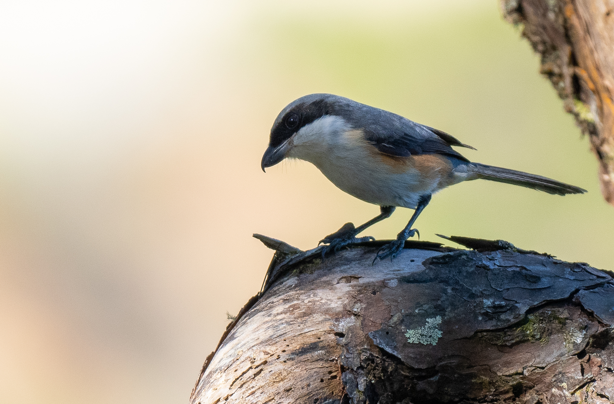 Mountain Shrike (Lanius validirostris), photo 9