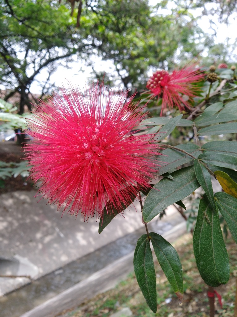 Calliandra medellinensis
