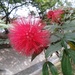 Calliandra medellinensis - Photo (c) JUAN GONZALO ORTIZ RIOS, some rights reserved (CC BY-NC), uploaded by JUAN GONZALO ORTIZ RIOS