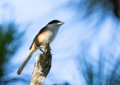 Mountain Shrike photo 4