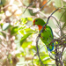 Philippine Hanging-Parrot - Photo (c) Forest Botial-Jarvis, some rights reserved (CC BY-NC), uploaded by Forest Botial-Jarvis