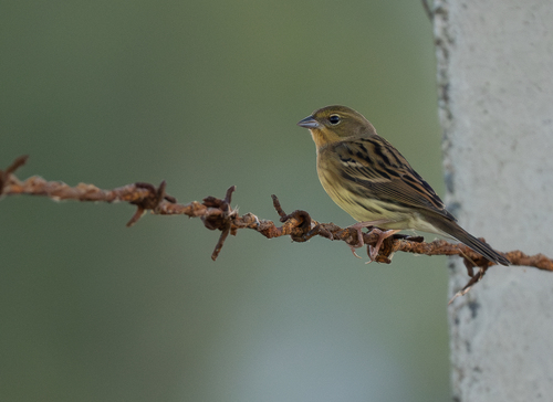 Yellow Bunting (Emberiza sulphurata), photo 9