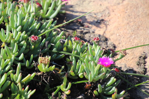 Image of Lampranthus fugitans by (c) Tony Rebelo, some rights reserved (CC BY-SA)