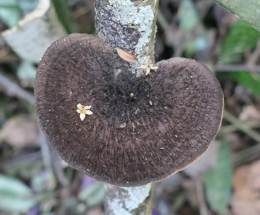 Hexagonia hydnoides · December 2023 · photo: © helio-lourencini (iNaturalist, cc-by)