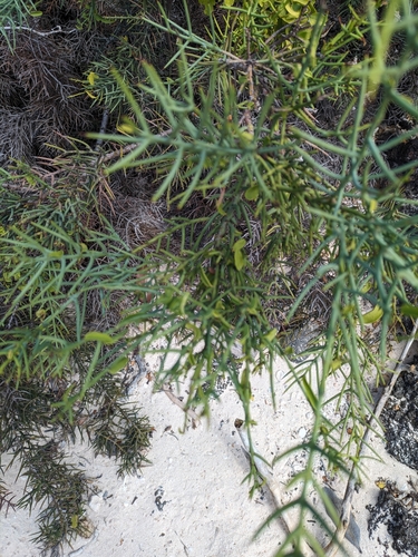 Image of Thorn Shrub (Scutia spicata) by no rights reserved