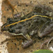 Limnodynastes tasmaniensis - Photo (c) David Cook, μερικά δικαιώματα διατηρούνται (CC BY-NC)