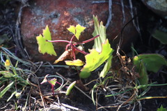 Senecio oxyriifolius