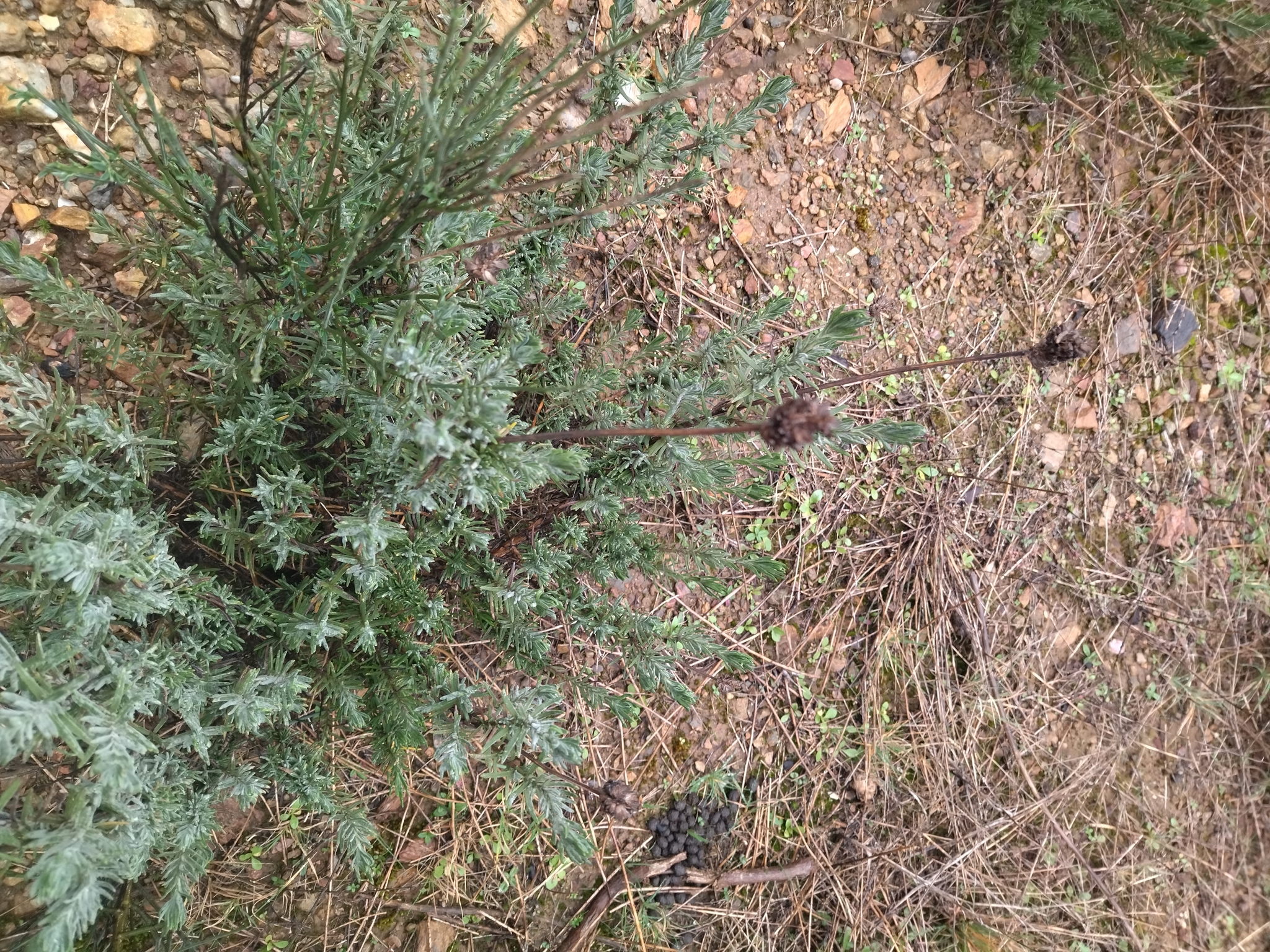 Imagem de Lavanda