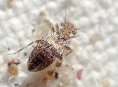 Pteroxanium kelloggi