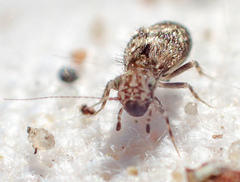 Pteroxanium kelloggi