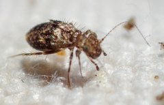 Pteroxanium kelloggi