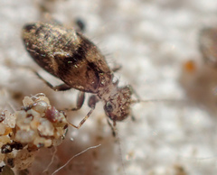Pteroxanium kelloggi