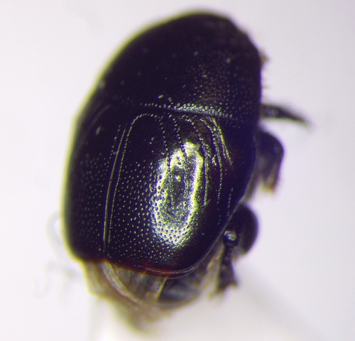 Exaesiopus