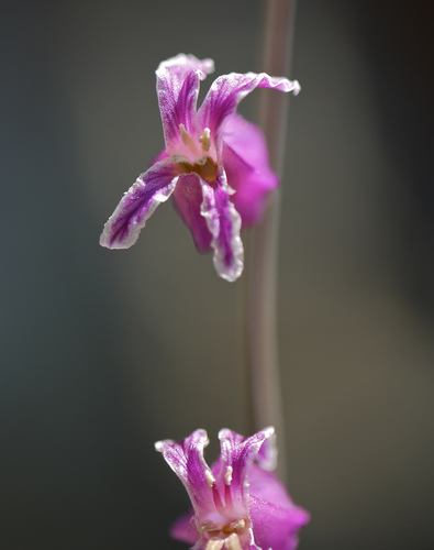 Streptanthus glandulosus ssp. hoffmanii