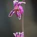 Hoffman's Bristly Jewelflower - Photo (c) randomtruth, some rights reserved (CC BY-NC-SA)