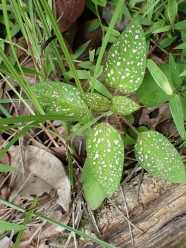 Foto de Planta-pintada