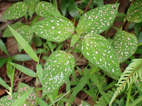 Foto de Planta-pintada