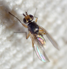 Cerodontha dorsalis