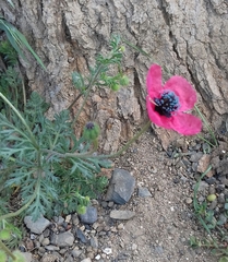 Papaver hybridum
