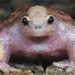 Turtle Frog - Photo (c) 
Stephen Zozaya, some rights reserved (CC BY)
