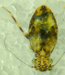 Pteroxanium kelloggi