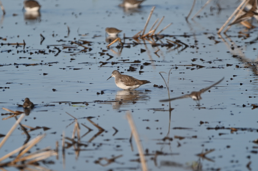 Shanks, Tattlers, and Allies from Jefferson Davis Parish, LA, USA on