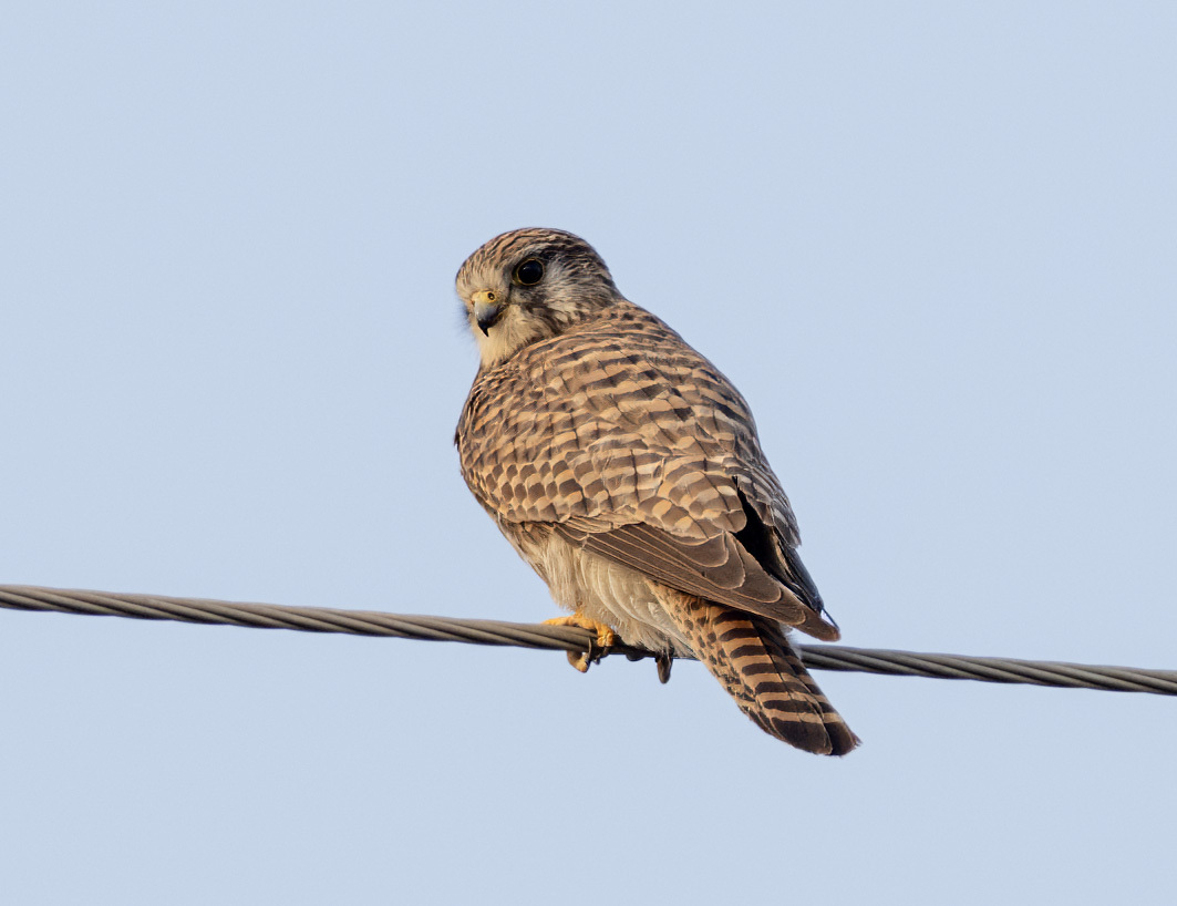 Common Kestrel