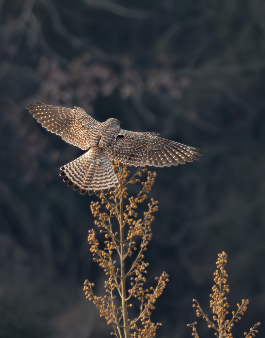 Common Kestrel