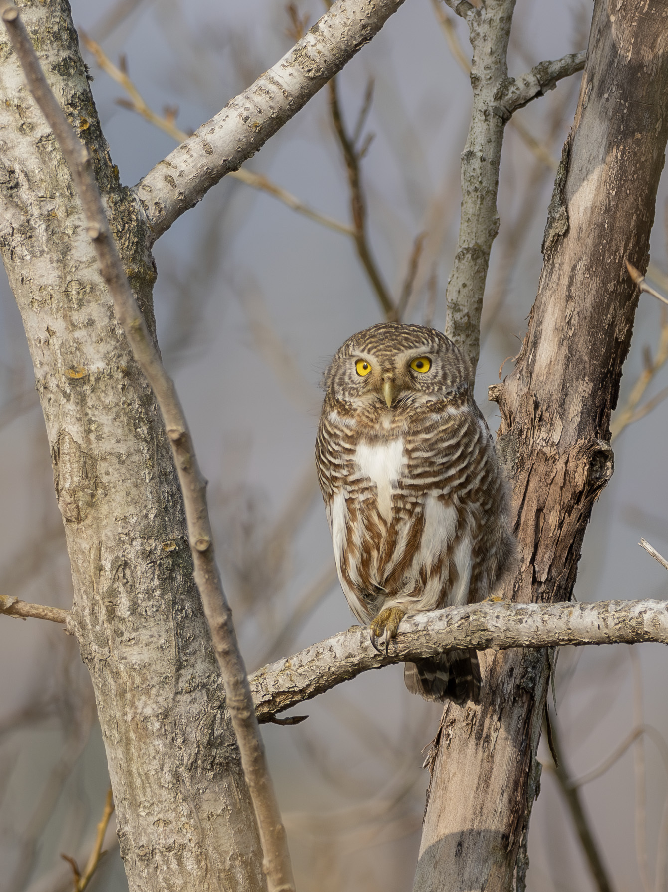 Asian Barred Owlet