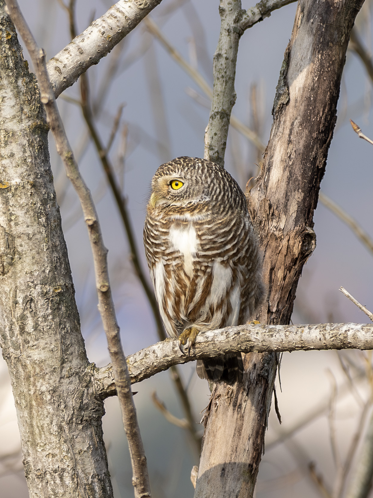 Asian Barred Owlet