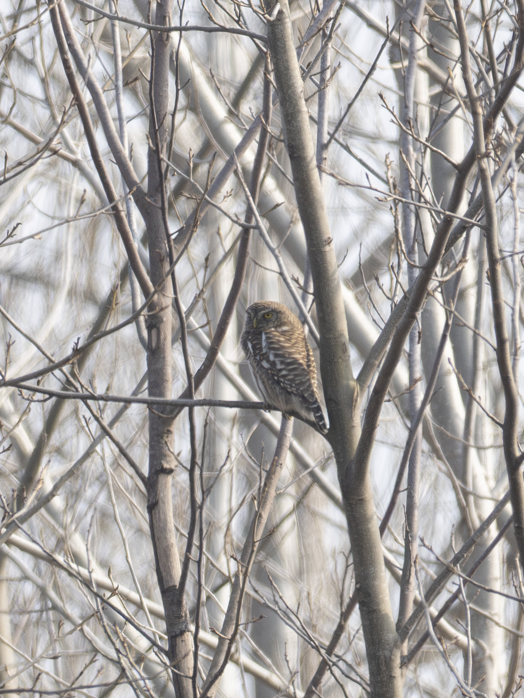 Asian Barred Owlet
