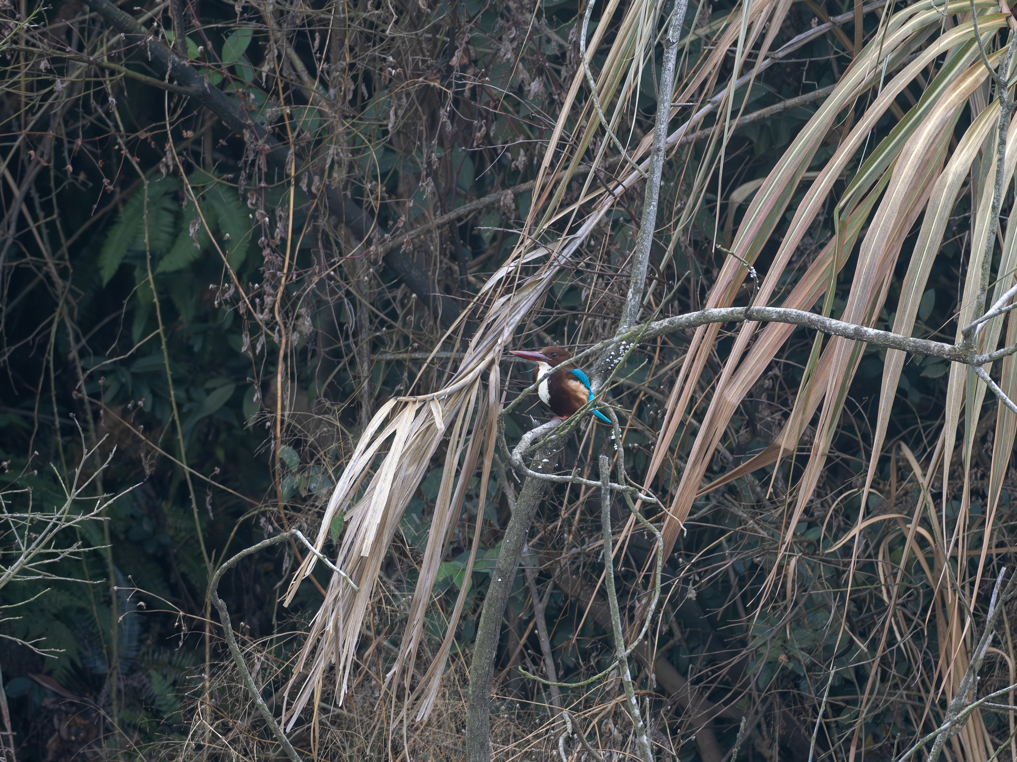 White-throated Kingfisher