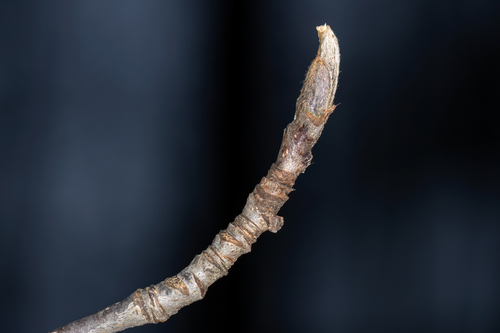 Paprastasis šermukšnis nuotrauka