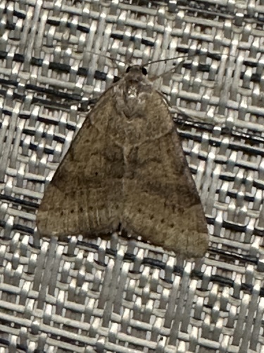Forage Looper Moth photo 4