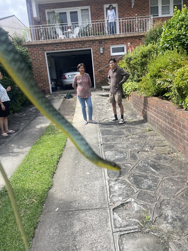 Common Tree Snake sighting