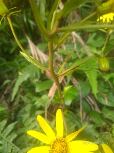 Foto de Tanchagem
