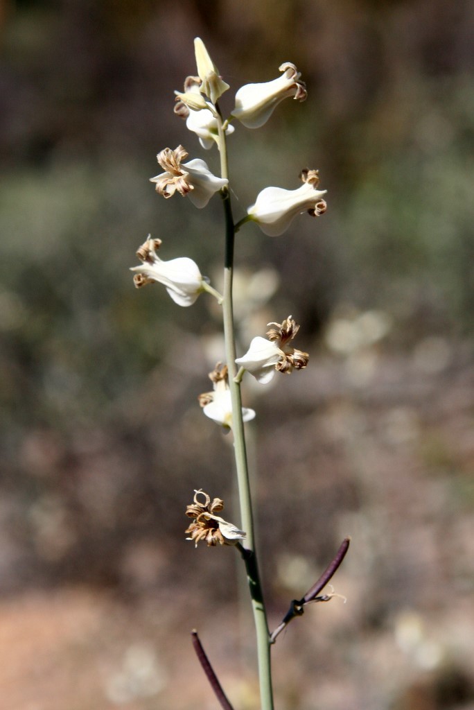 Streptanthus carinatus