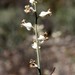 Streptanthus carinatus - Photo (c) Erin and Lance Willett, algunos derechos reservados (CC BY-NC-ND)